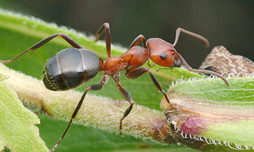 Bạn có biết loài kiến có mấy chân?